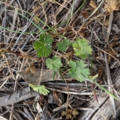 Geranium sp. (Geranium) at Garran, ACT - 16 Nov 2019 by JackyF