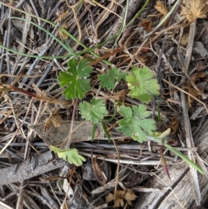 Geranium sp. at Garran, ACT - 16 Nov 2019 05:28 PM