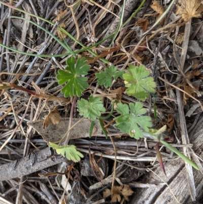 Geranium sp. (Geranium) at Garran, ACT - 16 Nov 2019 by JackyF