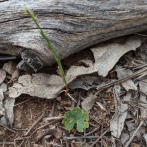 Hydrocotyle laxiflora at Garran, ACT - 16 Nov 2019