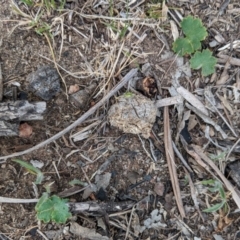 Hydrocotyle laxiflora at Garran, ACT - 16 Nov 2019