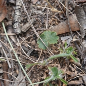 Hydrocotyle laxiflora at Garran, ACT - 16 Nov 2019 04:27 PM