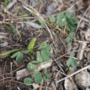 Glycine tabacina at Garran, ACT - 16 Nov 2019