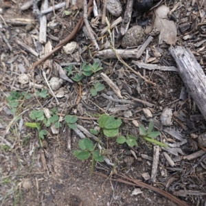 Glycine tabacina at Garran, ACT - 16 Nov 2019