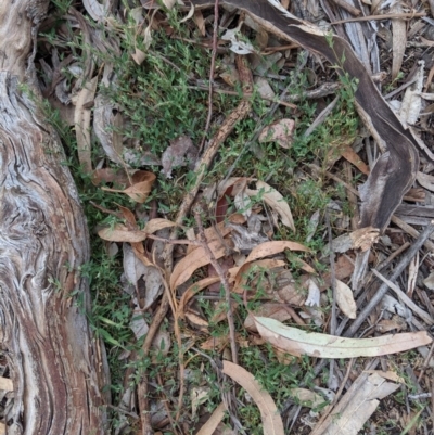 Einadia nutans (Climbing Saltbush) at Federal Golf Course - 16 Nov 2019 by JackyF