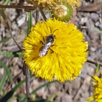 Unidentified Bee (Hymenoptera, Apiformes) at Sth Tablelands Ecosystem Park - 13 Nov 2019 by galah681