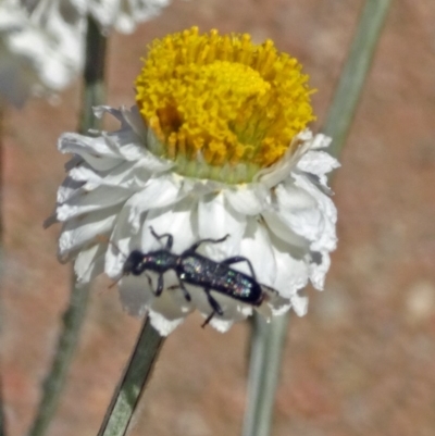 Eleale sp. (genus) (Clerid beetle) at Molonglo Valley, ACT - 14 Nov 2019 by galah681