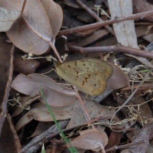 Heteronympha merope at Garran, ACT - 16 Nov 2019