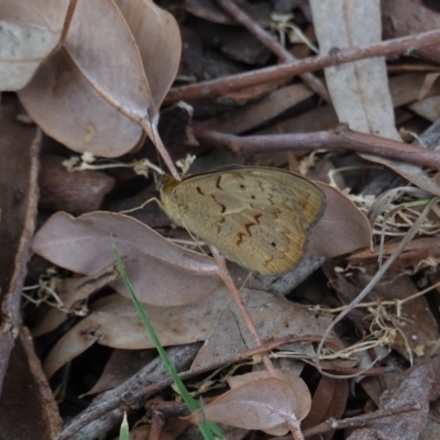 Heteronympha merope (Common Brown Butterfly) at Garran, ACT - 16 Nov 2019 by JackyF