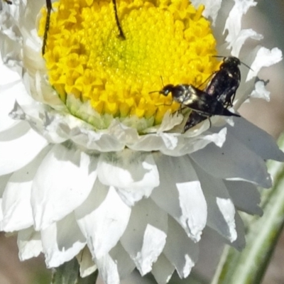 Mordellidae (family) (Unidentified pintail or tumbling flower beetle) at Molonglo Valley, ACT - 14 Nov 2019 by galah681