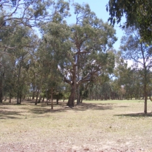 Eucalyptus bridgesiana at Federal Golf Course - 10 Nov 2019