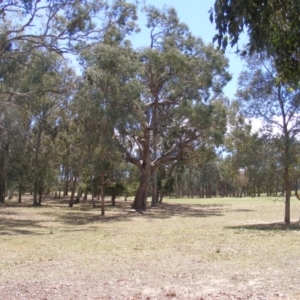 Eucalyptus bridgesiana at Garran, ACT - 10 Nov 2019