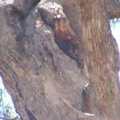 Eucalyptus bridgesiana at Federal Golf Course - 10 Nov 2019 11:26 AM