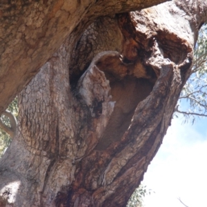 Eucalyptus bridgesiana at Garran, ACT - 10 Nov 2019