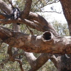 Eucalyptus bridgesiana at Federal Golf Course - 10 Nov 2019