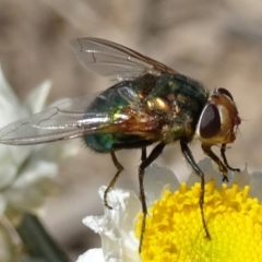 Rutilia sp. (genus) (A Rutilia bristle fly, subgenus unknown) at Sth Tablelands Ecosystem Park - 14 Nov 2019 by galah681