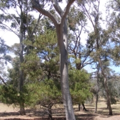 Eucalyptus sp. (dead tree) (Dead Hollow-bearing Eucalypt) at Garran, ACT - 10 Nov 2019 by MichaelMulvaney