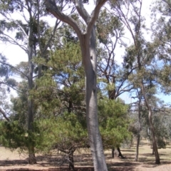 Eucalyptus sp. (dead tree) (Dead Hollow-bearing Eucalypt) at Federal Golf Course - 10 Nov 2019 by MichaelMulvaney