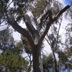 Eucalyptus sp. (dead tree) at Garran, ACT - 10 Nov 2019