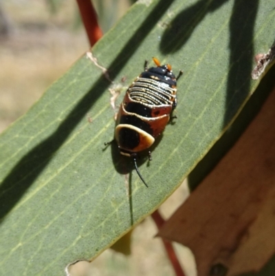 Ellipsidion australe (Austral Ellipsidion cockroach) at Molonglo Valley, ACT - 14 Nov 2019 by galah681