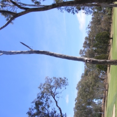 Eucalyptus blakelyi (Blakely's Red Gum) at Federal Golf Course - 10 Nov 2019 by MichaelMulvaney