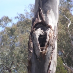 Eucalyptus blakelyi at Garran, ACT - 10 Nov 2019 11:40 AM