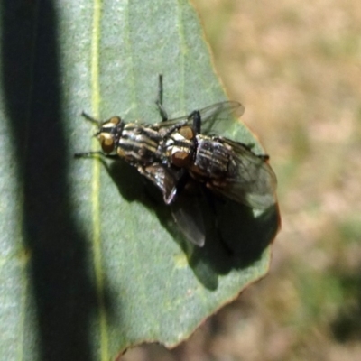 Oxysarcodexia varia (Striped Dung Fly) at Molonglo Valley, ACT - 14 Nov 2019 by galah681