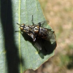 Oxysarcodexia varia at Molonglo Valley, ACT - 14 Nov 2019