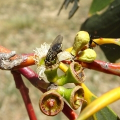 Oxysarcodexia varia at Molonglo Valley, ACT - 14 Nov 2019 11:33 AM