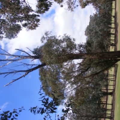 Eucalyptus nicholii (Narrow-leaved Black Peppermint) at Garran, ACT - 10 Nov 2019 by MichaelMulvaney