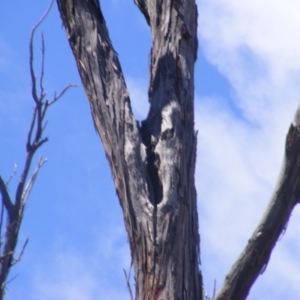 Eucalyptus nicholii at Garran, ACT - 10 Nov 2019
