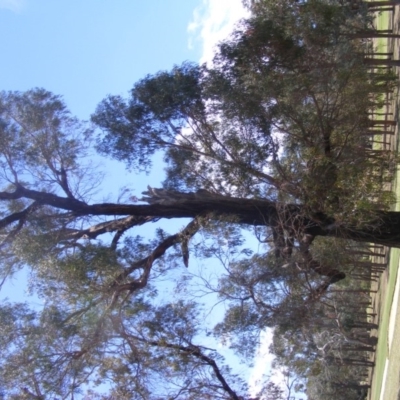 Eucalyptus nicholii (Narrow-leaved Black Peppermint) at Federal Golf Course - 10 Nov 2019 by MichaelMulvaney