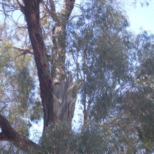 Eucalyptus nicholii at Garran, ACT - 10 Nov 2019