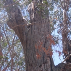 Eucalyptus nicholii at Garran, ACT - 10 Nov 2019 11:52 AM