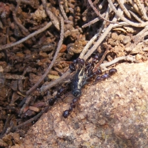 Papyrius nitidus at Garran, ACT - suppressed