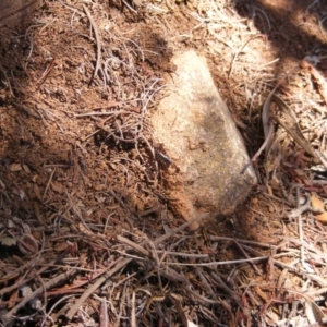 Papyrius nitidus at Garran, ACT - suppressed