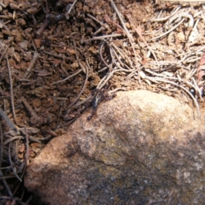 Papyrius nitidus at Garran, ACT - suppressed