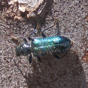 Phlogistus sp. (genus) at Garran, ACT - 15 Nov 2019 01:12 PM