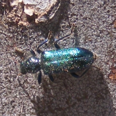 Phlogistus sp. (genus) (Clerid beetle) at Garran, ACT - 15 Nov 2019 by MichaelMulvaney