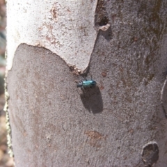 Phlogistus sp. (genus) at Garran, ACT - 15 Nov 2019