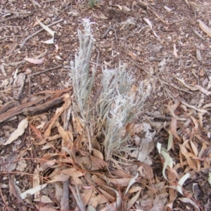 Senecio quadridentatus at Garran, ACT - 16 Nov 2019