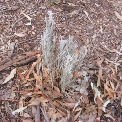 Senecio quadridentatus (Cotton Fireweed) at Garran, ACT - 16 Nov 2019 by MichaelMulvaney