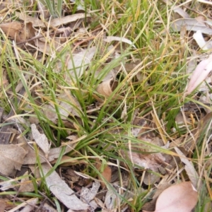 Carex inversa at Garran, ACT - 16 Nov 2019