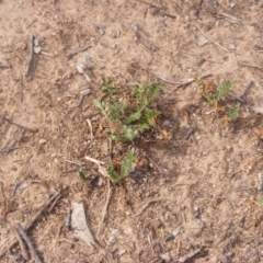 Acaena x ovina (Sheep's Burr) at Garran, ACT - 16 Nov 2019 by MichaelMulvaney