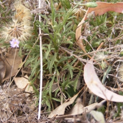 Vittadinia muelleri (Narrow-leafed New Holland Daisy) at Garran, ACT - 16 Nov 2019 by MichaelMulvaney