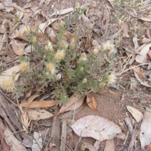 Vittadinia cuneata var. cuneata at Garran, ACT - 16 Nov 2019 03:17 PM