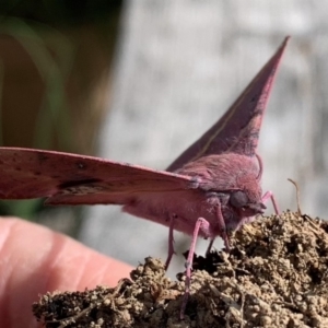 Oenochroma vinaria at Quaama, NSW - 30 Oct 2018