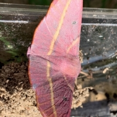 Oenochroma vinaria at Quaama, NSW - 30 Oct 2018 04:20 PM