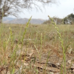 Lolium perenne (Perennial Ryegrass) at Lanyon - northern section A.C.T. - 2 Nov 2019 by MichaelBedingfield