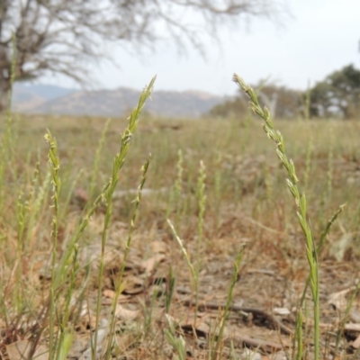 Lolium perenne (Perennial Ryegrass) at Lanyon - northern section A.C.T. - 2 Nov 2019 by michaelb